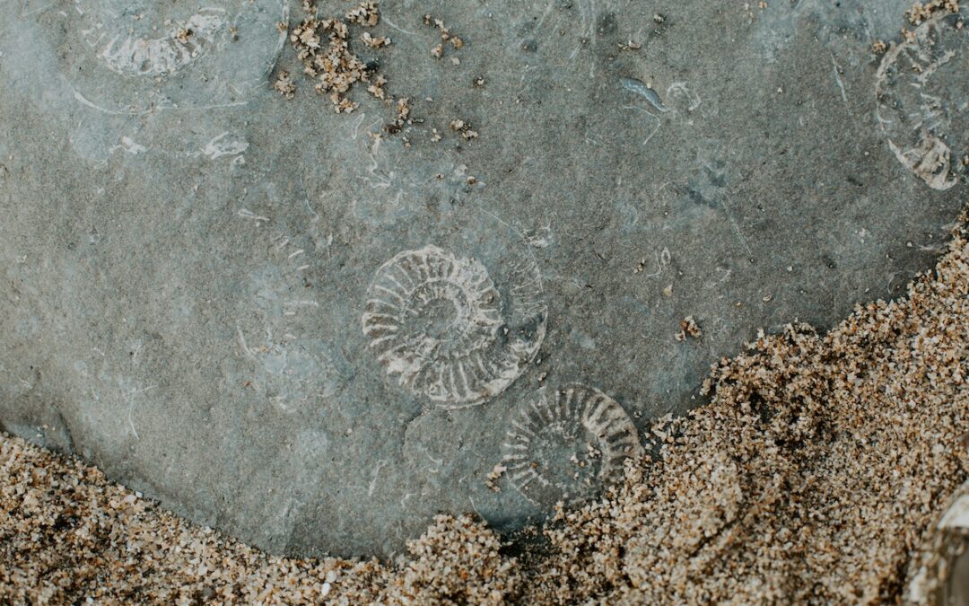 Fossil Countertops: Bearers of Nature, History, and Beauty